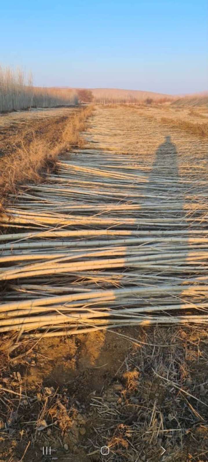 عرضه انواع نهال‌های میوه با تنوع ارقام