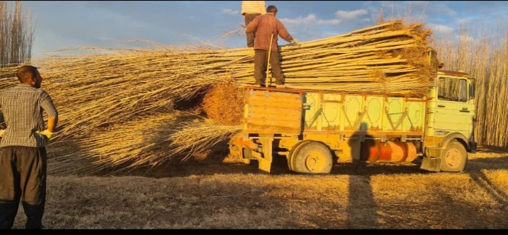 تولید نهال‌های اصلاح‌شده و مقاوم