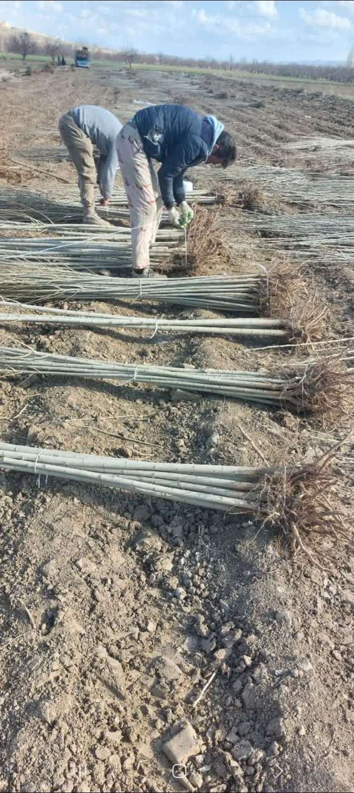 ارائه شناسنامه و گواهی سلامت نهال‌ها