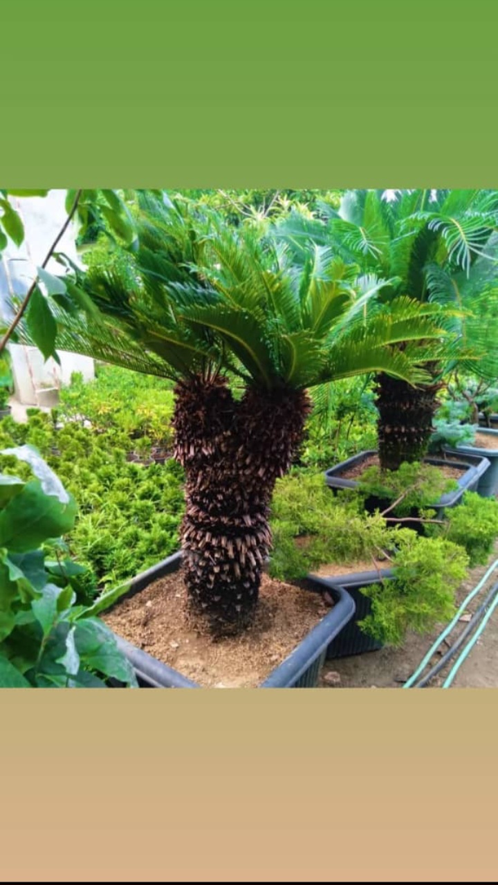 مشاوره تخصصی در انتخاب نهال مناسب