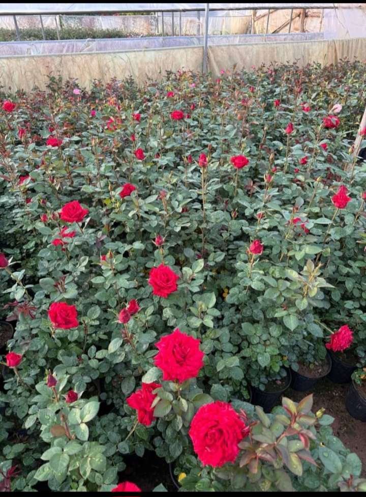 آموزش کاشت آبیاری و نگهداری نهال‌ها