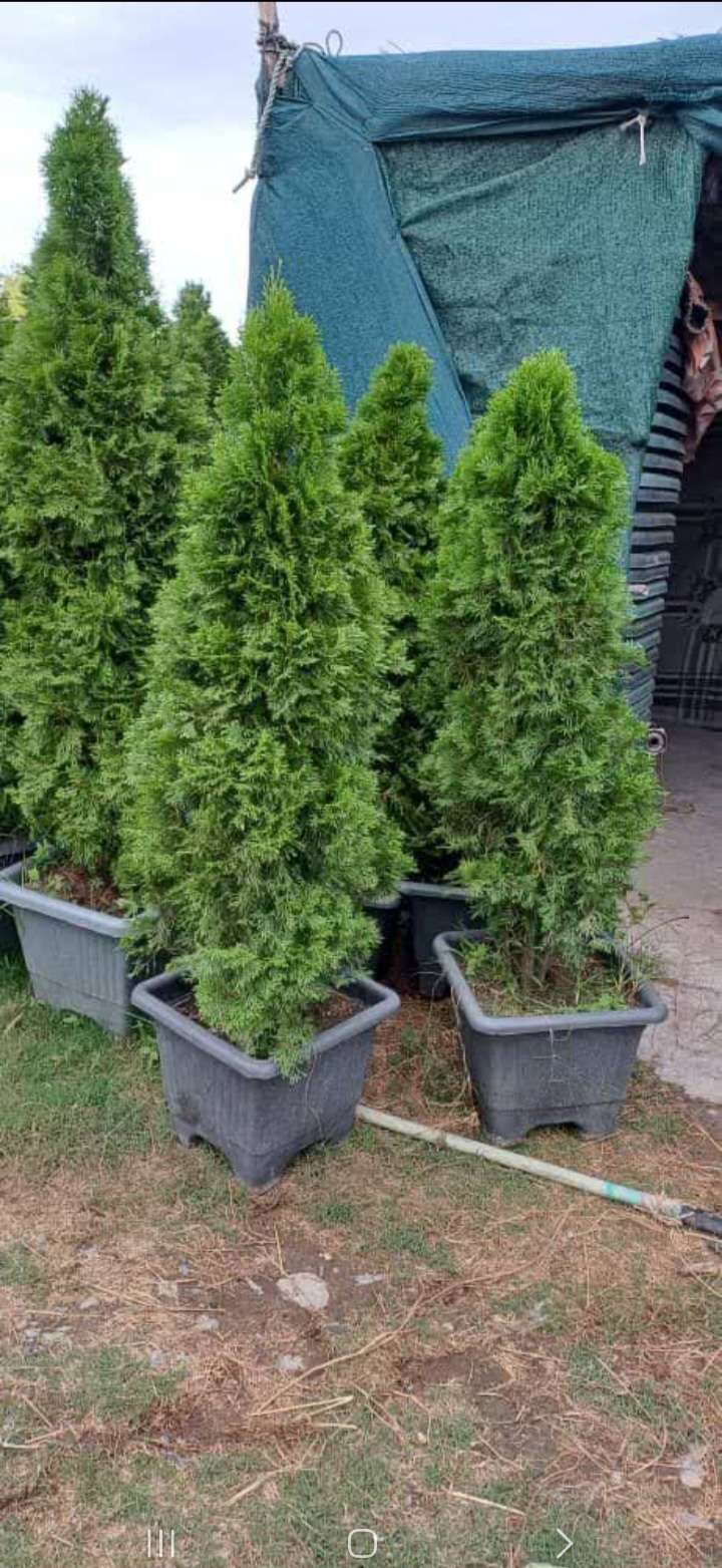 مرجع تخصصی تولید و عرضه نهال در اردبیل