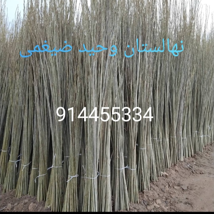 تلفیق تجربه کیفیت و اعتماد در اردبیل